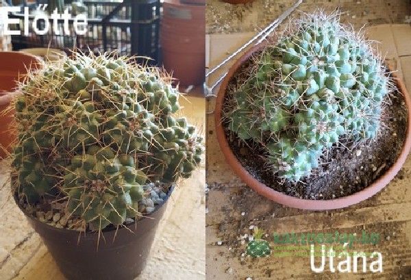 Átültetési tudnivalók pontról pontra