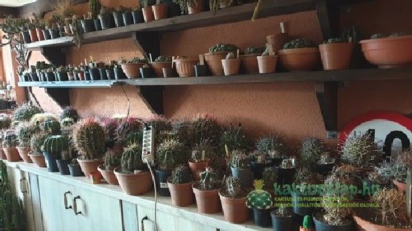 1500 kaktusz és egy pince: a nagy őszi hadművelet - bepakolás lépésről lépésre