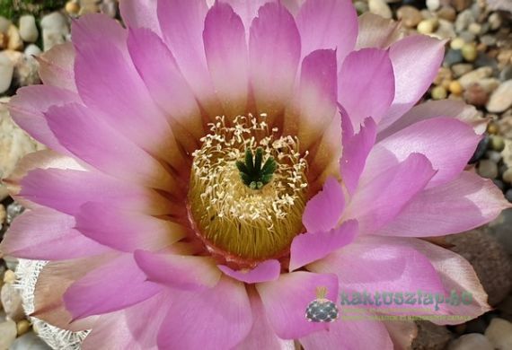 2020 - a sziklakert legszebbjei