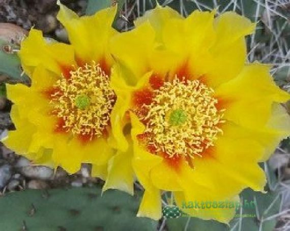 Honnan származnak a kaktuszok?