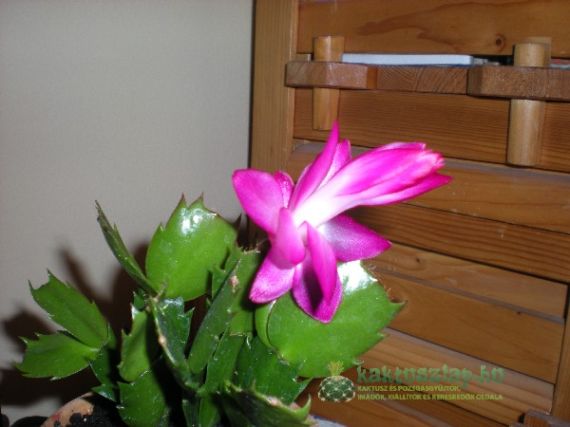 Karácsonyi kaktusz