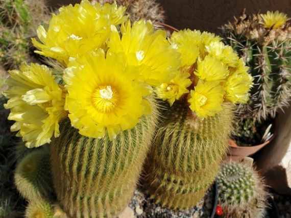 Milyen a jó kaktuszföld? - közepes haladóknak