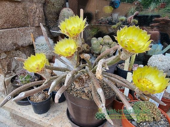 Astrophytum, a megunhatatlan változatosság