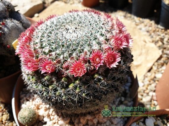 Pikírozás, avagy a türelemjáték