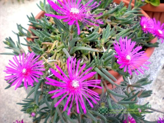 2012 legszebben virágzó kaktuszai