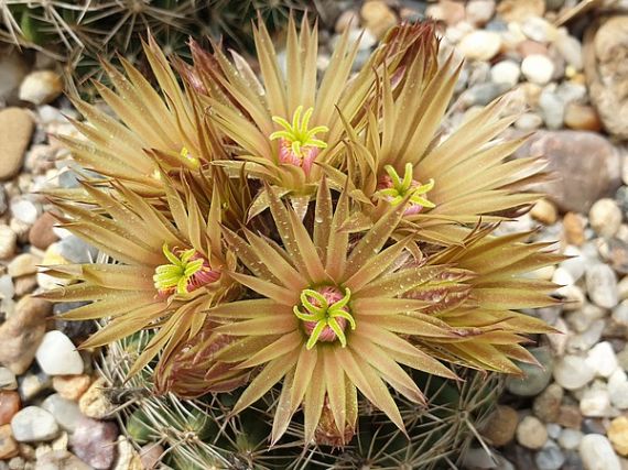 2019 - Virágzó sziklakertiek