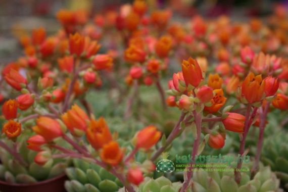 Kaktuszgyűjtő-dzsembori