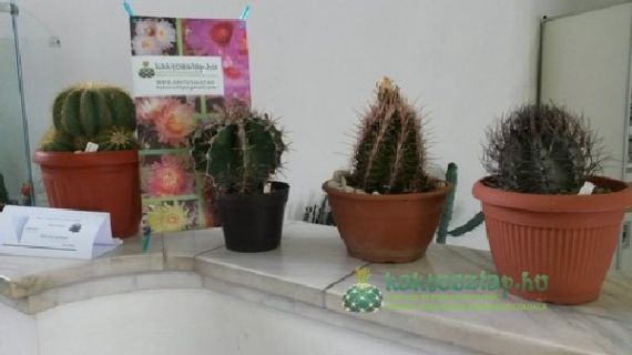 Ismét kiállítókén a szatmári expón 2014-ben