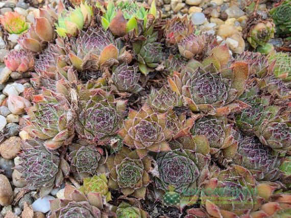 Télálló szukkulensek