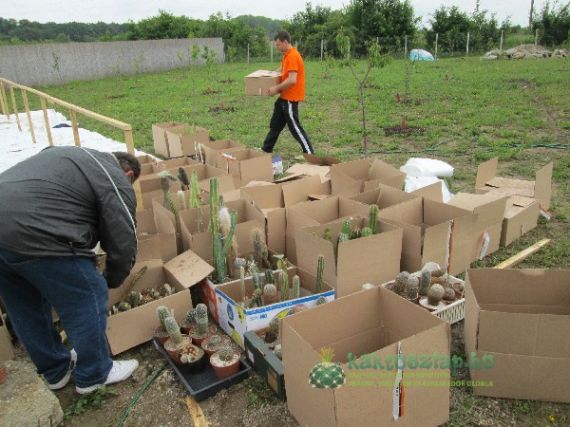 Kaktuszbérlők a kertünkben