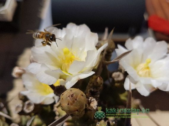 Tephrocactus articulatus  - a törékeny kaktusz