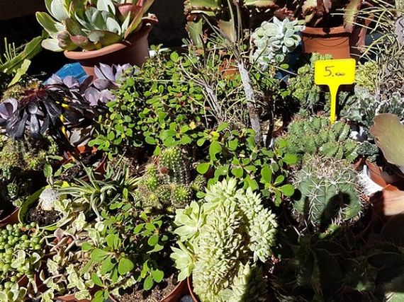 Tüneményes kaktuszvásárlás Firenzében