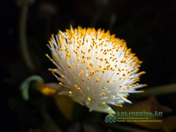 Haemanthus albiflos - a fehér vérvirág avagy festőecset virág