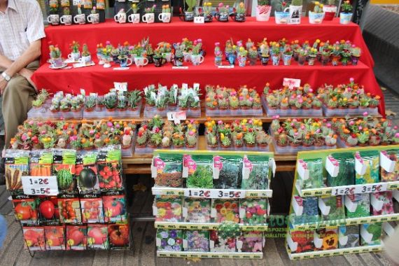 Souvenir-kaktuszok és egyebek