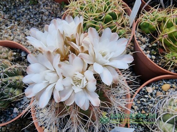 Gymnocalycium, a „csupaszcsövű”