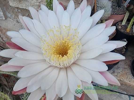 Peniocereus serpentinus, a csodálatos illatú kígyókaktusz