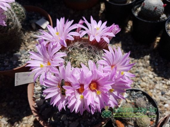 Kaktuszok „keresztapjai” II.  - nemzetségnevek kialakulása