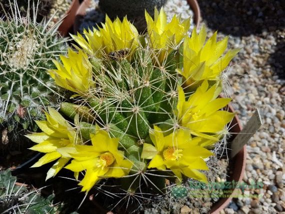 Milyen a jó kaktuszföld? - Kezdőknek