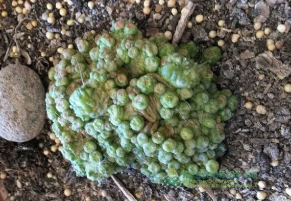 Mammillaria bocasana var. FRED
