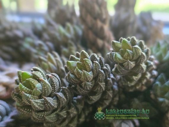 Haworthia coarctata, a “kis copfos”