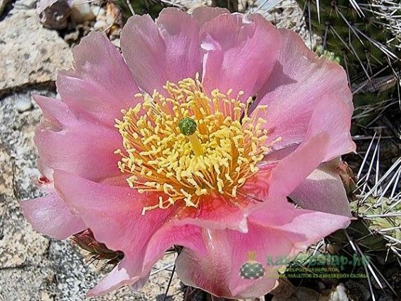 2022 - a sziklakert legszebbjei