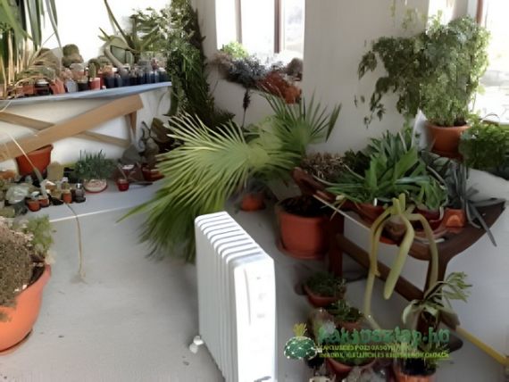 Tökéletes telelőhely a kaktuszaimnak