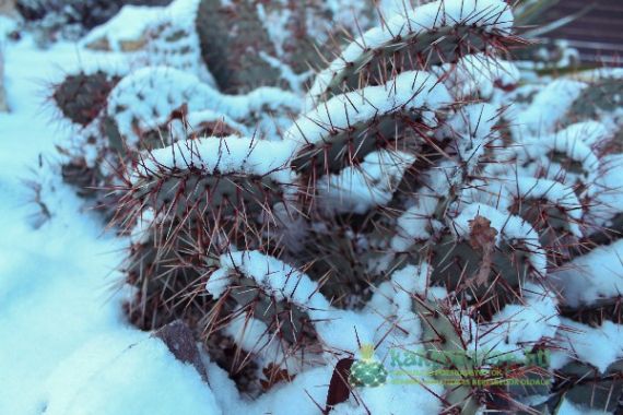 A tökéletes déli ültetési helyszín