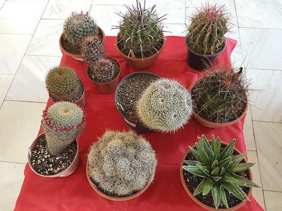 Kaktuszkiállítás Szatmárnémetiben 2017