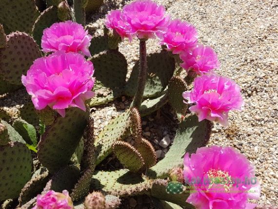 A kaktuszok szaporításáról röviden és tömören