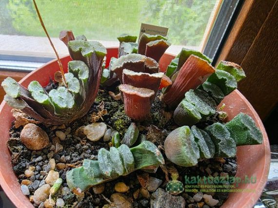A „levágott levelű” Haworthia truncata