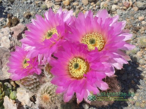 2021 - a sziklakert virágzói