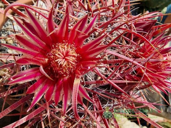 2022 legszebben virágzó kaktuszai