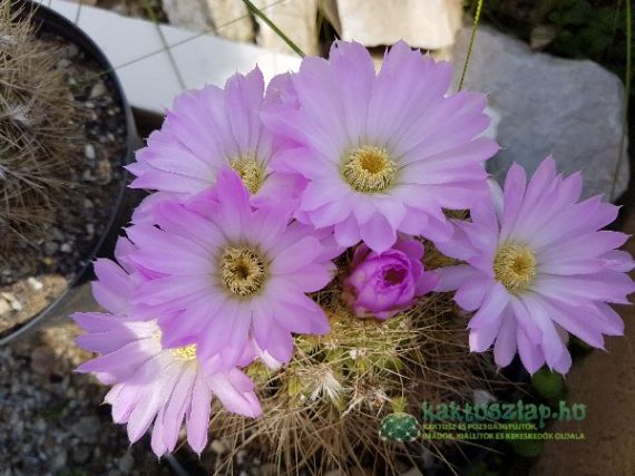 Acanthocalycium klimpelianum „violaceflorum” – a rejtett értékű kaktusz