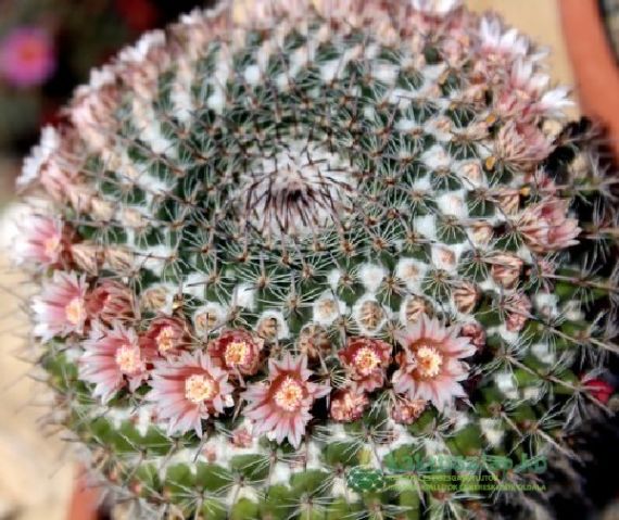 Mit nevezünk szukkulenseknek?