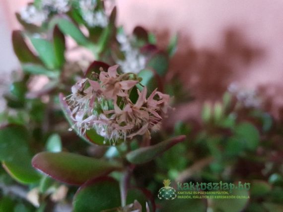 Crassula Ovata, a pénzhozó gumifa