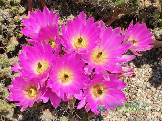 2021 legszebben virágzó kaktuszai