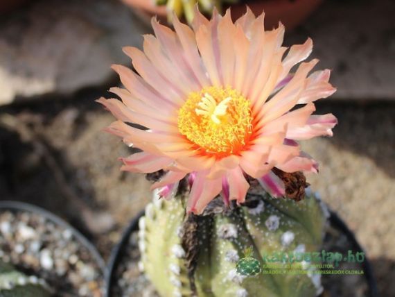 Miért fontos a kaktuszainknak a téli alvás?