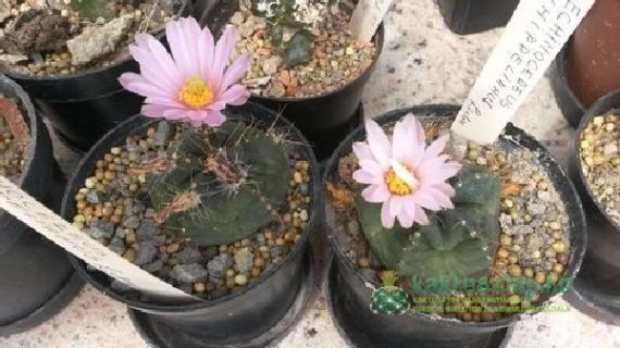 Echinocereus knippelianus