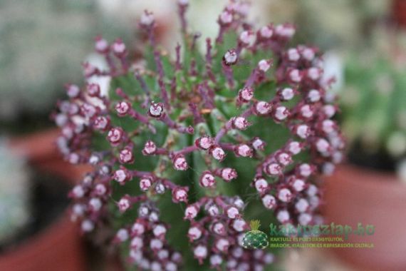 2011 legszebben virágzói