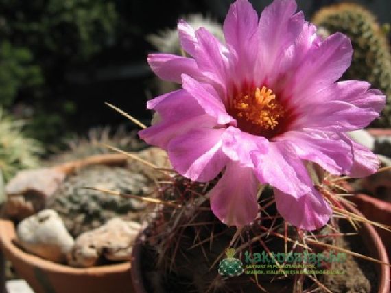 Két legveszélyesebb kártevő: takácsatka és gyapjastetű