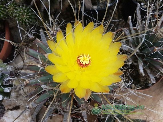 Leuchtenbergia principis – sikertörténet