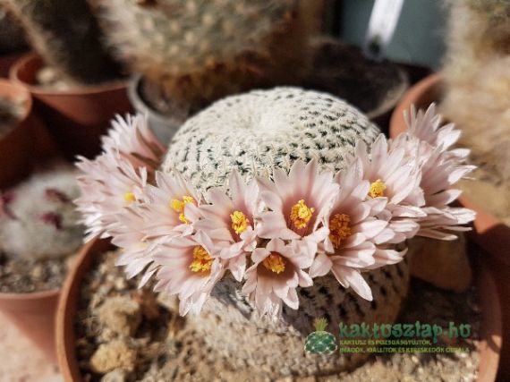 2017 legszebben virágzói