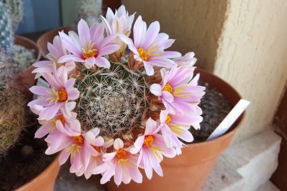 Kipakolás és tavaszi védelem