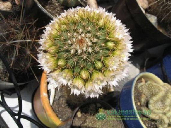 Teendők márciusban