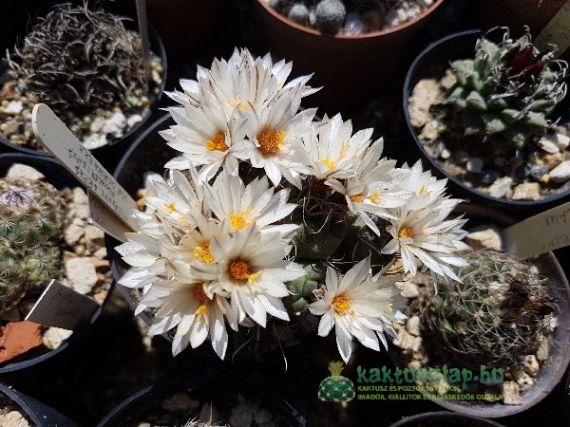 Turbinicarpus, a kis aranyosak