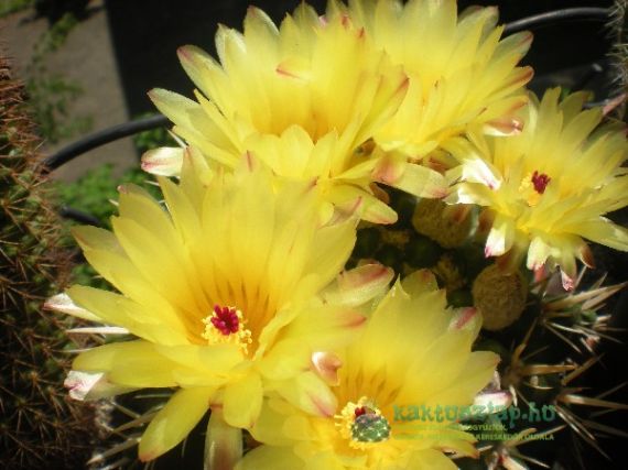 Notocactus: könnyen gondozható, látványos kaktuszok Dél-Amerikából