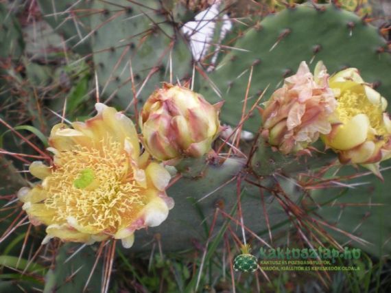 Opuntia a szabadban - Ez volt az első lépés egy 100 négyzetméteres sziklakerthez