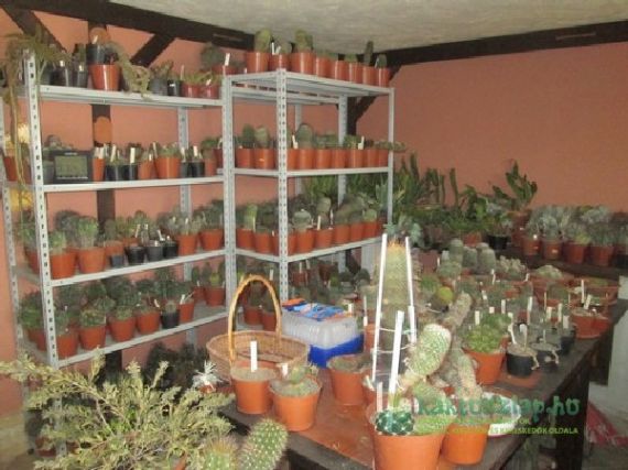 Téli pihenőn bent és kint a kaktuszok - az összevont gyűjtemény első teleltetése