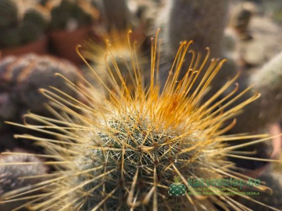 Változatos kaktusztövisek