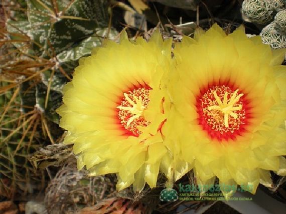 Teendők áprilisban